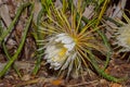 Selinicereus Peteranthus, Moonlight Cactus Flower