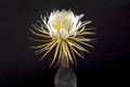 Selinicereus Peteranthus, Moonlight Cactus Flower In A Vase