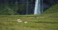 Seljalandfoss waterfall Iceland in rainy moody weather and grazing sheep in the foreground. Royalty Free Stock Photo