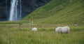 Seljalandfoss waterfall Iceland in rainy moody weather and grazing sheep in the foreground. Royalty Free Stock Photo