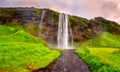 Seljalandsfoss waterfall in Iceland at sunset, amazing summer landscape with green flowering meadow and falling water, travel