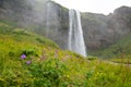 Seljalandsfoss waterfall and meadow flowers, Iceland Royalty Free Stock Photo