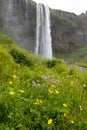 Seljalandsfoss waterfall and meadow flowers, Iceland Royalty Free Stock Photo