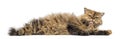 Selkirk Rex, 5 months old, lying and cleaning itself Royalty Free Stock Photo