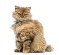 Selkirk Rex, 5 months old, sitting and looking at camera Royalty Free Stock Photo