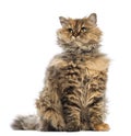 Selkirk Rex, 5 months old, sitting and looking up Royalty Free Stock Photo