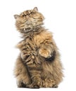 Selkirk Rex, 5 months old, sitting and looking up Royalty Free Stock Photo