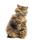 Selkirk Rex, 5 months old, sitting and looking up Royalty Free Stock Photo