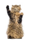 Selkirk Rex, 5 months old, standing on hind legs and reaching Royalty Free Stock Photo