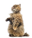 Selkirk Rex, 5 months old, standing on hind legs and reaching, licking Royalty Free Stock Photo