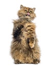 Selkirk Rex, 5 months old, standing on hind legs and reaching, licking