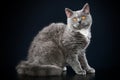 Selkirk Rex breed cat Royalty Free Stock Photo