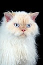 Selkirk Rex cat Royalty Free Stock Photo