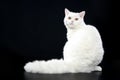 Selkirk rex cat Royalty Free Stock Photo