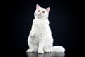 Selkirk rex cat Royalty Free Stock Photo