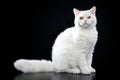 Selkirk rex cat Royalty Free Stock Photo