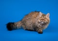 Selkirk rex cat Royalty Free Stock Photo