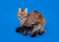 Selkirk rex cat Royalty Free Stock Photo