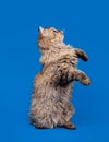 Selkirk rex cat Royalty Free Stock Photo