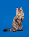 Selkirk rex cat Royalty Free Stock Photo