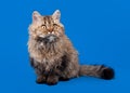 Selkirk rex cat Royalty Free Stock Photo