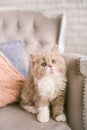 Selkirk rex cat on the beautiful old-fashioned chair Royalty Free Stock Photo
