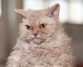 Selkirk Rex cat Royalty Free Stock Photo