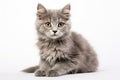 Selkirk Rex Cat Sitting On A White Background Royalty Free Stock Photo