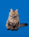 Selkirk rex cat on sky blue Royalty Free Stock Photo