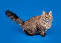Selkirk rex cat on sky blue background Royalty Free Stock Photo