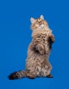 Selkirk rex cat on sky blue background Royalty Free Stock Photo