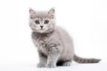 Selkirk Rex Cat Stands On A White Background Royalty Free Stock Photo