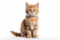 Selkirk Rex Cat Stands On A White Background Royalty Free Stock Photo