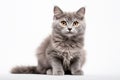 Selkirk Rex Cat Upright On A White Background Royalty Free Stock Photo