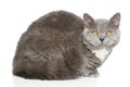 Selkirk Rex cat on a white background Royalty Free Stock Photo