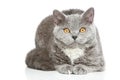 Selkirk Rex cat on a white background Royalty Free Stock Photo