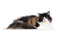 Selkirk Rex cat on white background Royalty Free Stock Photo