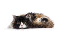 Selkirk Rex cat on white background Royalty Free Stock Photo