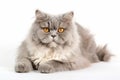 Selkirk Rex Cat On White Background. Generative AI Royalty Free Stock Photo