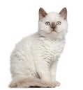 Selkirk Rex kitten, 11 months old, sitting Royalty Free Stock Photo