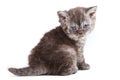 Selkirk Rex kitten Royalty Free Stock Photo