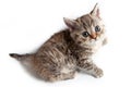 Selkirk Rex kitten Royalty Free Stock Photo
