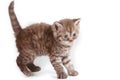 Selkirk Rex kitten Royalty Free Stock Photo