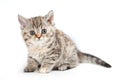 Selkirk Rex kitten Royalty Free Stock Photo