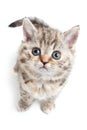Selkirk Rex kitten Royalty Free Stock Photo