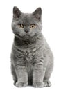 Selkirk Rex kitten, 3 months old, sitting Royalty Free Stock Photo