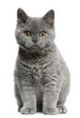 Selkirk Rex kitten, 3 months old, sitting