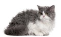 Selkirk Rex kitten, 5 months old, sitting Royalty Free Stock Photo