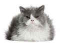 Selkirk Rex kitten, 5 months old, sitting Royalty Free Stock Photo