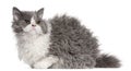 Selkirk Rex kitten, 5 months old Royalty Free Stock Photo